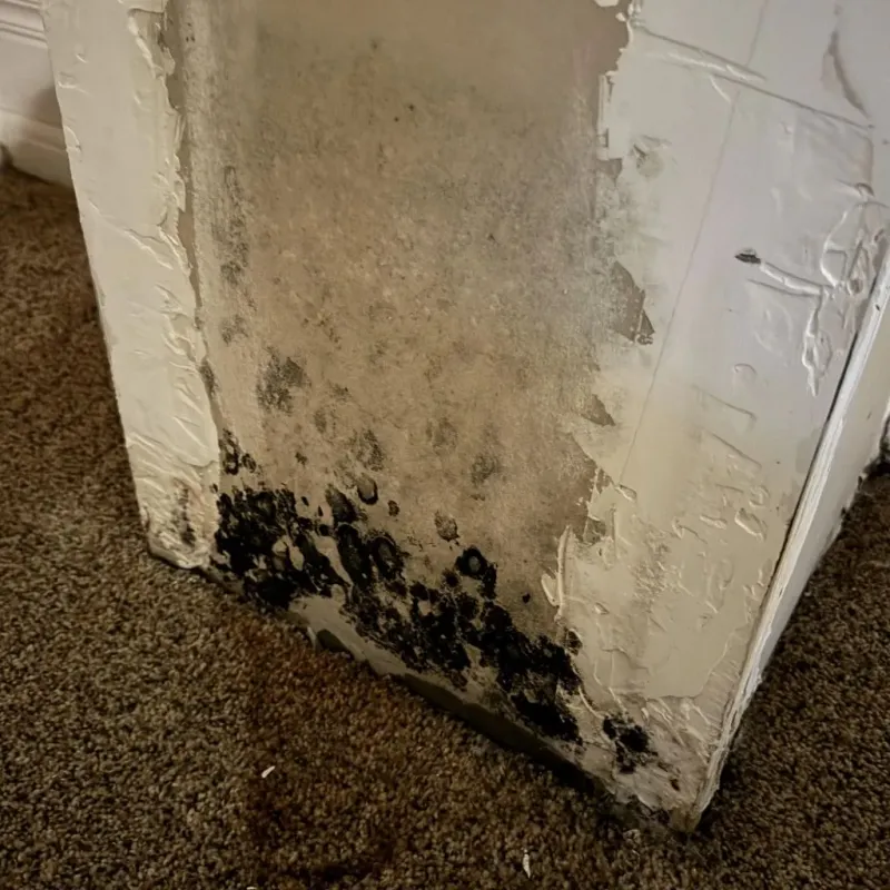 Professional Mold Removal in Lampasas, TX